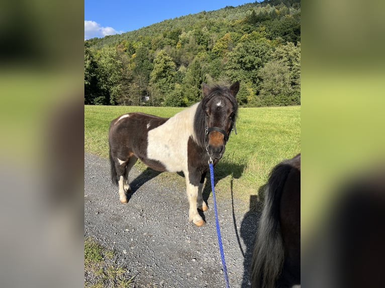 Poneys Shetland Jument 10 Ans 95 cm Tobiano-toutes couleurs in Biebergem&#xFC;nd