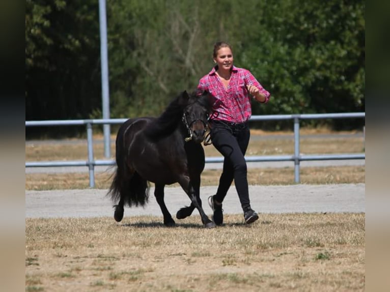 Poneys Shetland Jument 10 Ans 97 cm Bai brun in Maasbüll