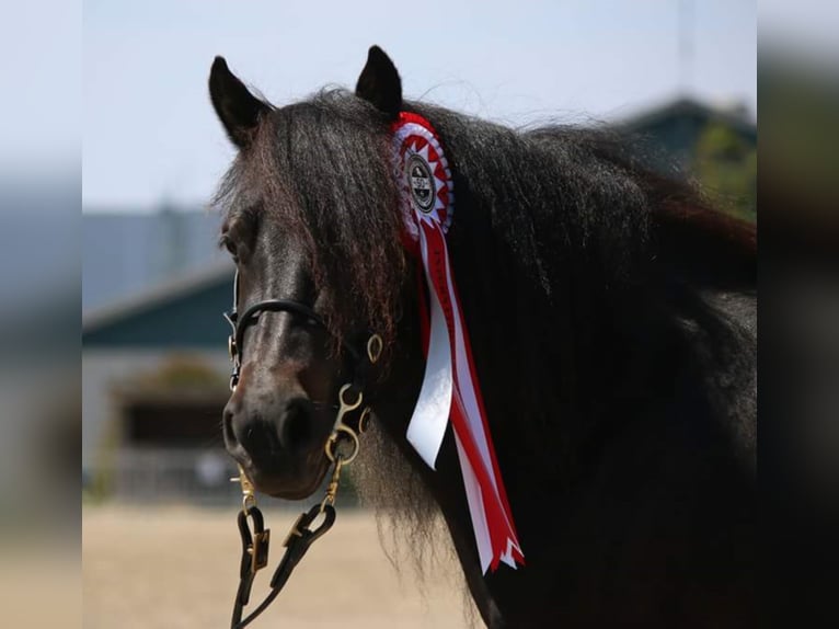 Poneys Shetland Jument 10 Ans 97 cm Bai brun in Maasbüll