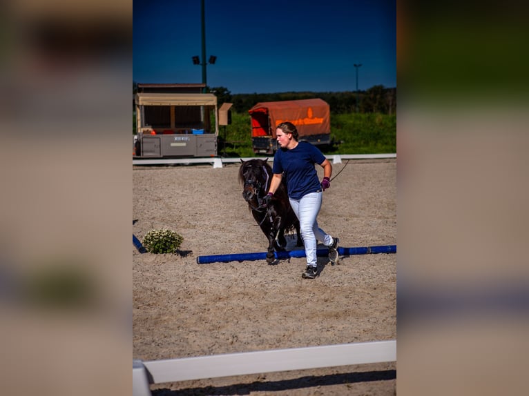 Poneys Shetland Jument 10 Ans 97 cm Bai brun in Maasbüll