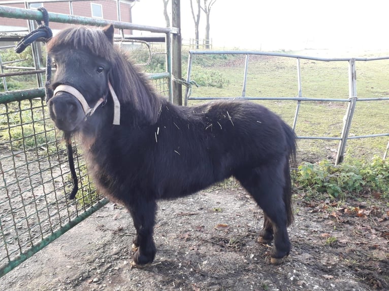 Poneys Shetland Jument 10 Ans 99 cm Noir in Dorsten