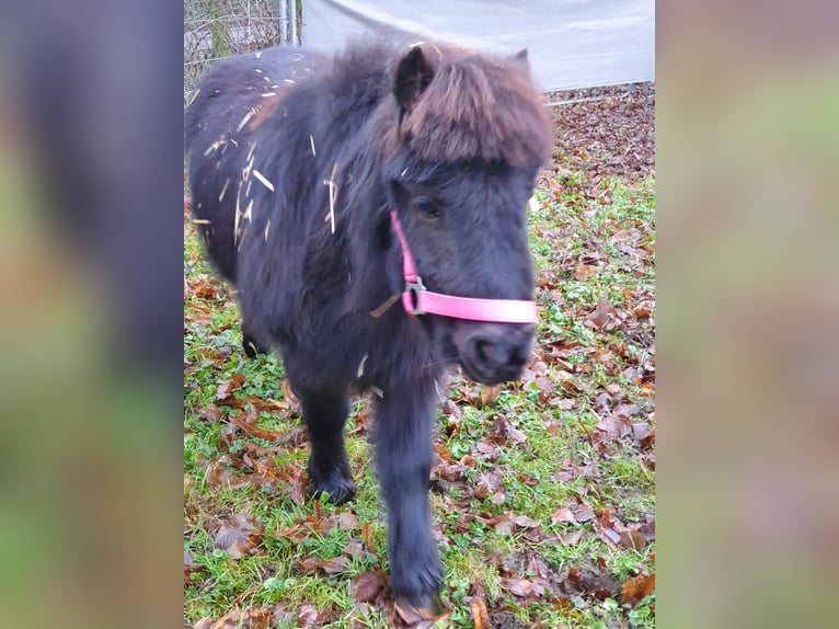 Poneys Shetland Jument 10 Ans 99 cm Noir in Dorsten