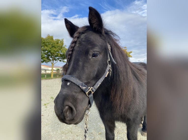 Poneys Shetland Jument 11 Ans 100 cm Noir in Zerbst/ Anhalt