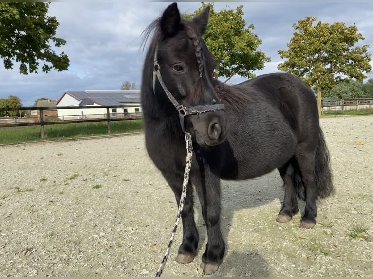 Poneys Shetland Jument 11 Ans 100 cm Noir in Zerbst/ Anhalt