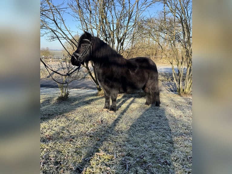 Poneys Shetland Jument 11 Ans 100 cm Noir in Euerhausen