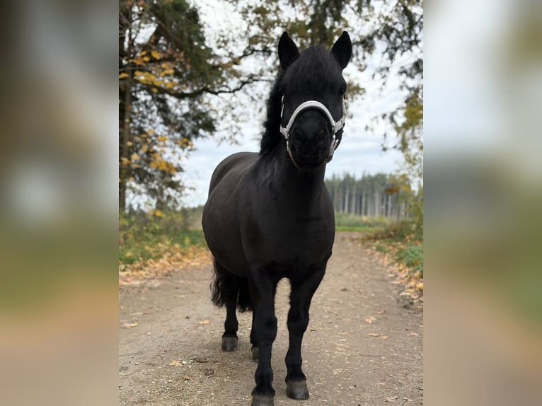 Poneys Shetland Jument 11 Ans 103 cm Noir in Moosburg