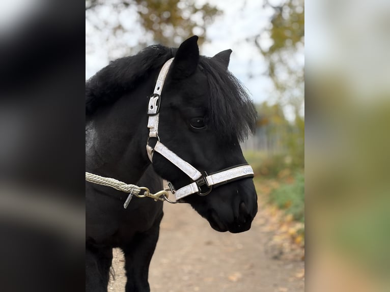 Poneys Shetland Jument 11 Ans 103 cm Noir in Moosburg