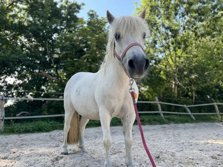 Poneys Shetland Jument 11 Ans 105 cm Gris in Aurich