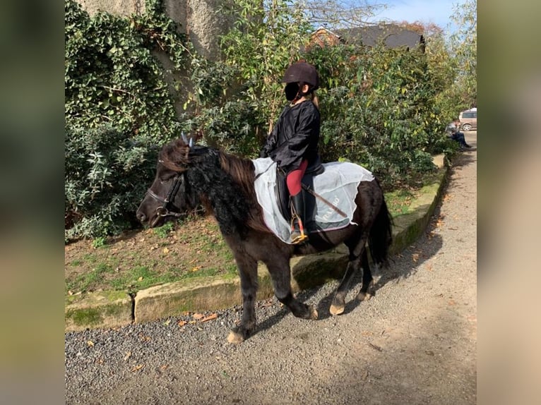 Poneys Shetland Jument 11 Ans 110 cm Noir in Flöthe