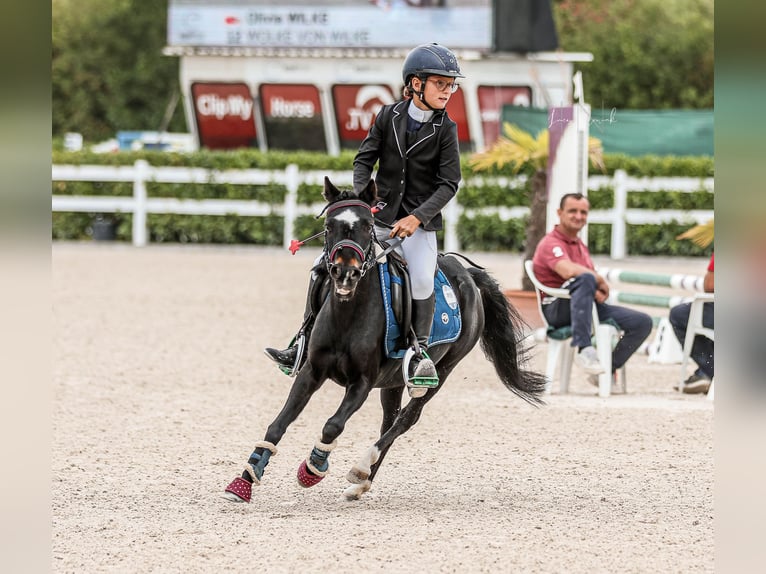 Poneys Shetland Croisé Jument 11 Ans 110 cm Noir in Rinn