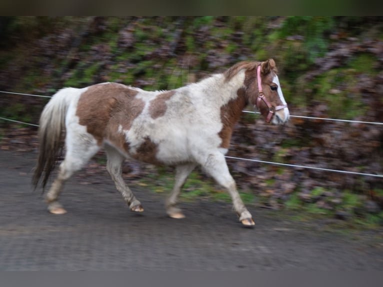 Poneys Shetland Jument 11 Ans 112 cm Pinto in Meinerzhagen