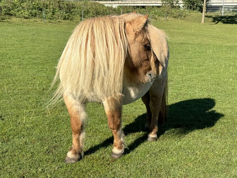 Poneys Shetland Jument 11 Ans 85 cm Alezan dun in De Lier