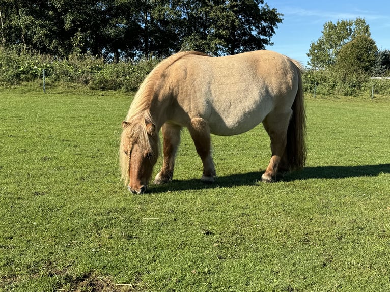 Poneys Shetland Jument 11 Ans 85 cm Alezan dun in De Lier