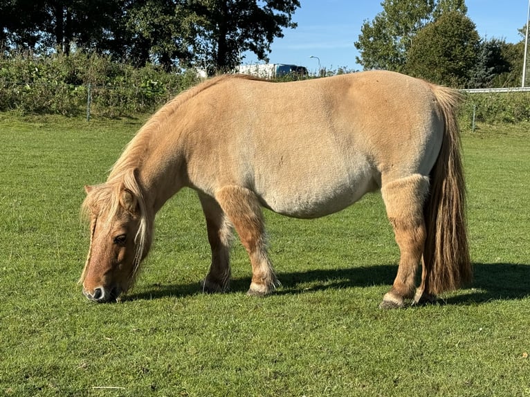 Poneys Shetland Jument 11 Ans 85 cm Alezan dun in De Lier