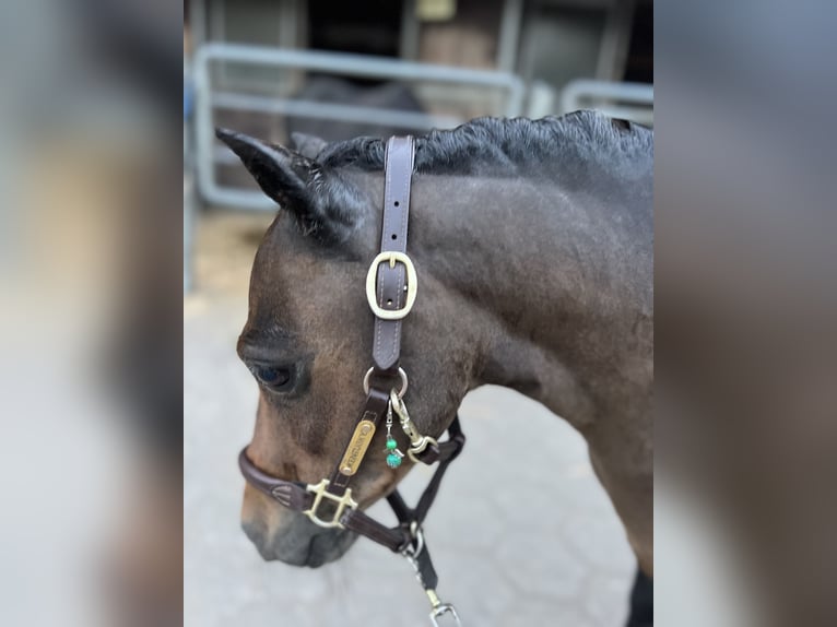Poneys Shetland Jument 11 Ans 88 cm Bai in Reinbek