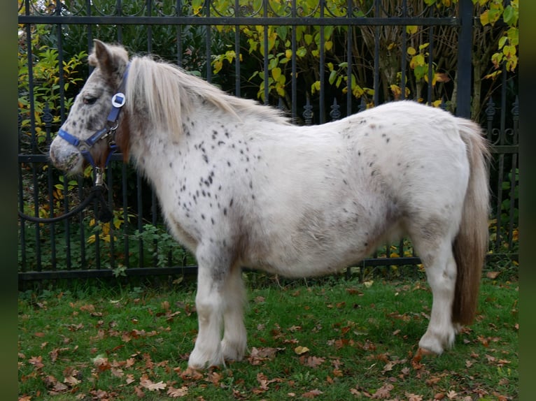 Poneys Shetland Jument 11 Ans 90 cm in Dorsten