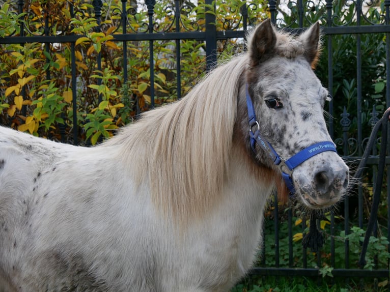 Poneys Shetland Jument 11 Ans 90 cm in Dorsten