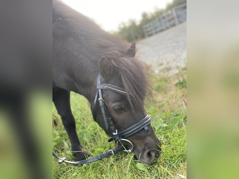 Poneys Shetland Croisé Jument 11 Ans 90 cm Noir in Kümmertshausen