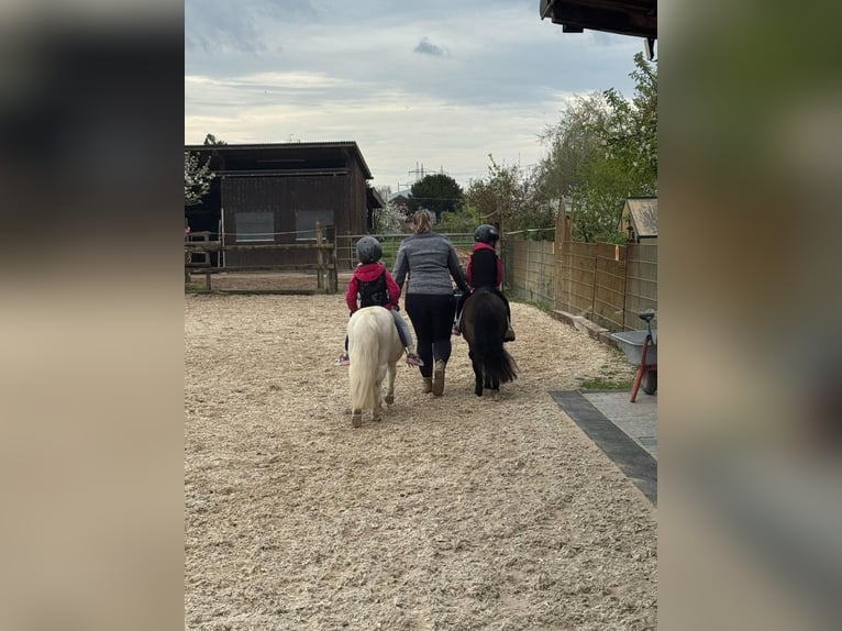 Poneys Shetland Jument 11 Ans 93 cm Bai in Heppenheim (Bergstraße)