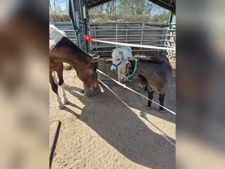 Poneys Shetland Jument 11 Ans 93 cm Bai in Heppenheim (Bergstraße)