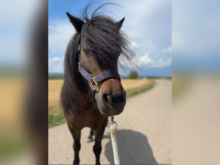 Poneys Shetland Jument 11 Ans 93 cm Bai in Heppenheim (Bergstraße)