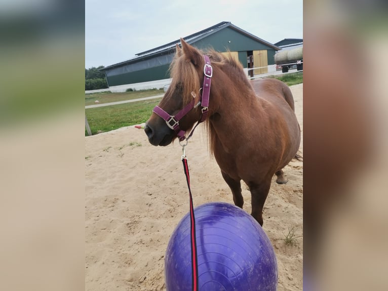 Poneys Shetland Jument 11 Ans 95 cm Alezan in Cuxhaven