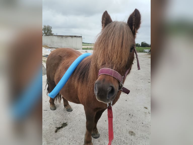 Poneys Shetland Jument 11 Ans 95 cm Alezan in Cuxhaven