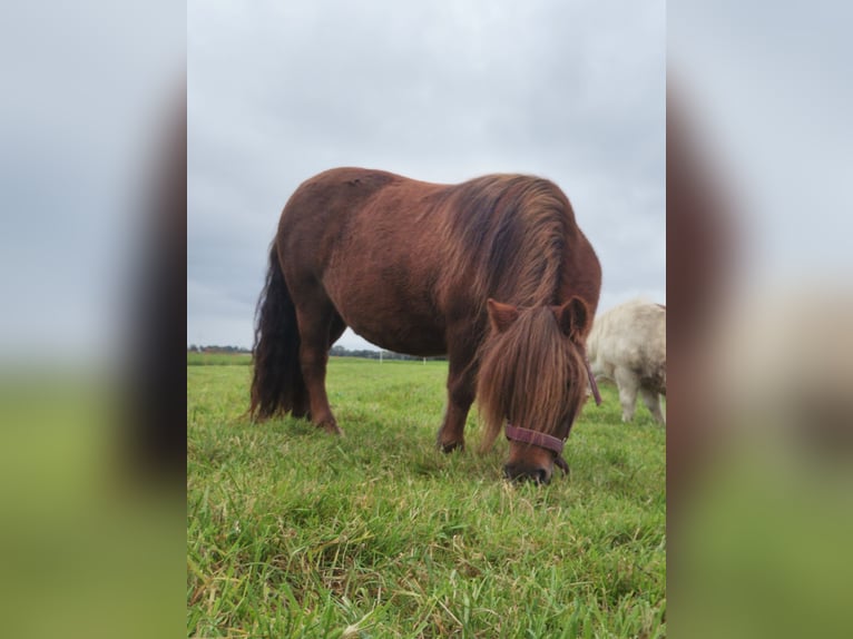Poneys Shetland Jument 11 Ans 95 cm Alezan in Cuxhaven