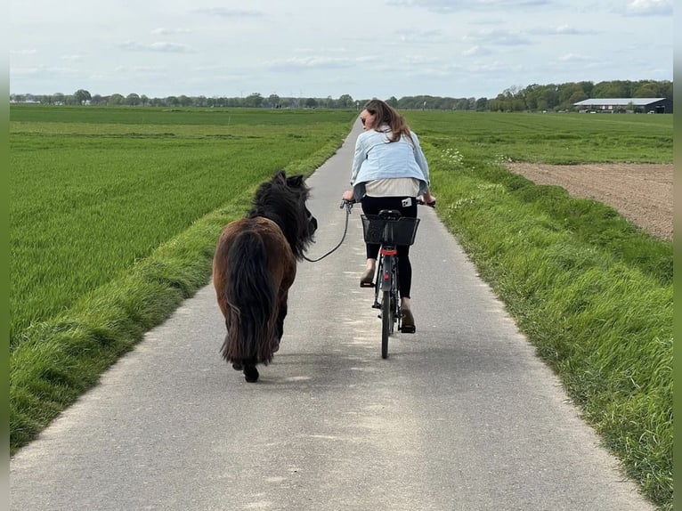Poneys Shetland Jument 11 Ans 96 cm Noir in Mönchengladbach