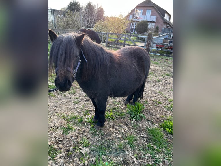 Poneys Shetland Jument 11 Ans 97 cm Noir in Bodegraven