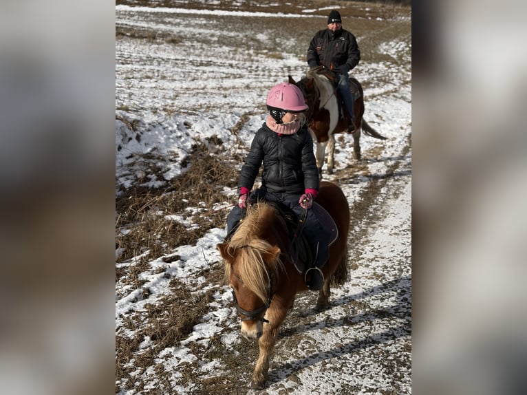 Poneys Shetland Jument 11 Ans 99 cm Alezan in Altenburg