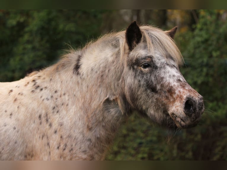 Poneys Shetland Jument 12 Ans 100 cm Léopard in Bensheim