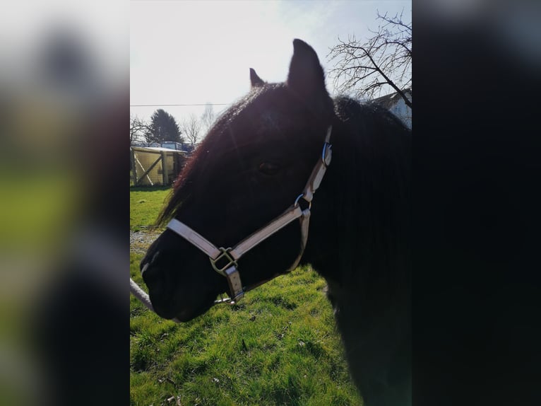 Poneys Shetland Jument 12 Ans 100 cm Noir in M&#xF6;nchengladbach