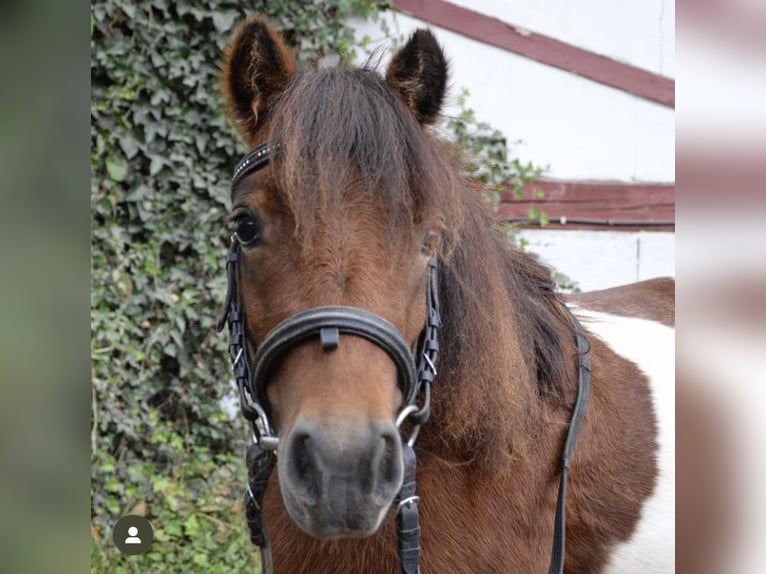 Poneys Shetland Jument 12 Ans 100 cm Pinto in Ochsenhausen