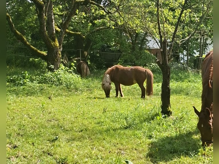 Poneys Shetland Jument 12 Ans 105 cm Alezan in Staufenberg