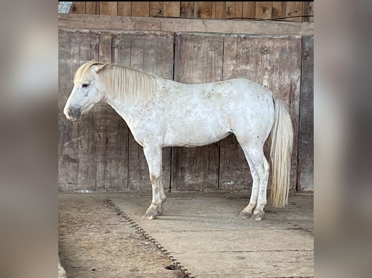 Poneys Shetland Jument 12 Ans 105 cm Gris (bai-dun) in Lindlar