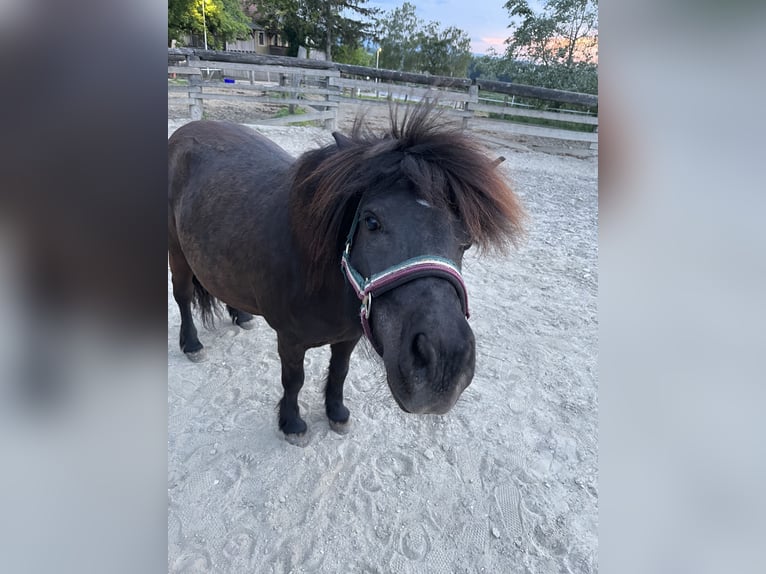 Poneys Shetland Jument 12 Ans 110 cm Noir in Aschbach