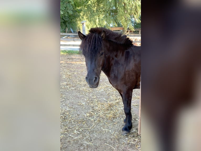 Poneys Shetland Jument 12 Ans 110 cm Noir in Aschbach