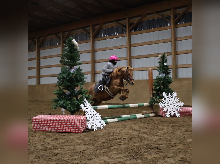 Poneys Shetland Jument 12 Ans 122 cm Alezan brûlé in Howell