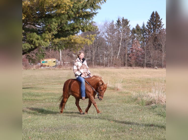 Poneys Shetland Jument 12 Ans 122 cm Alezan brûlé in Howell