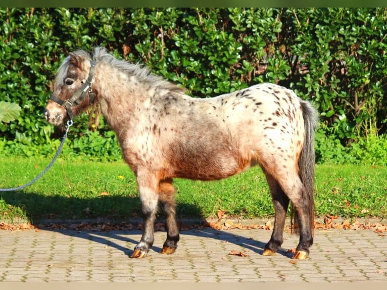 Poneys Shetland Jument 12 Ans 90 cm Léopard in Selsingen