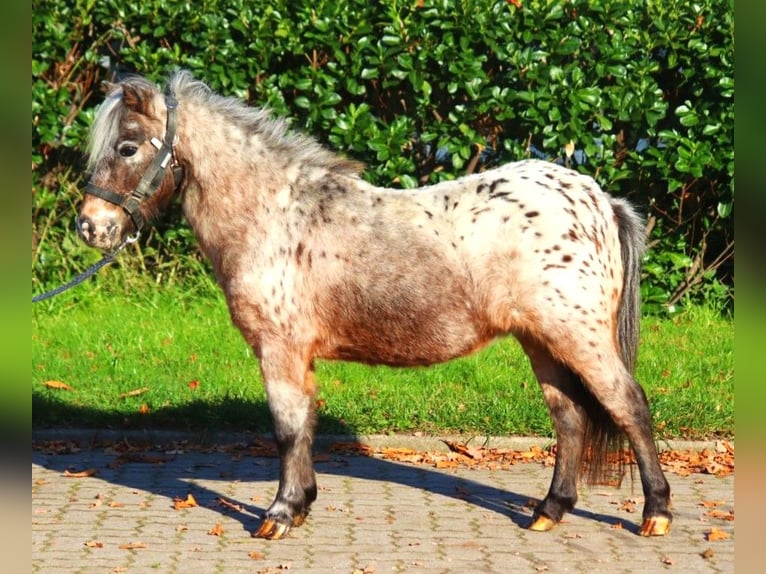 Poneys Shetland Jument 12 Ans 90 cm Léopard in Selsingen