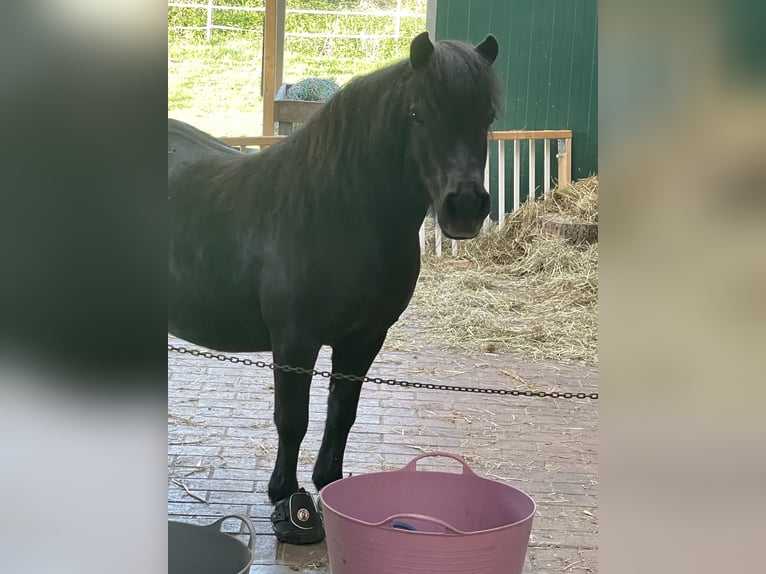 Poneys Shetland Jument 12 Ans 95 cm Noir in Visbek