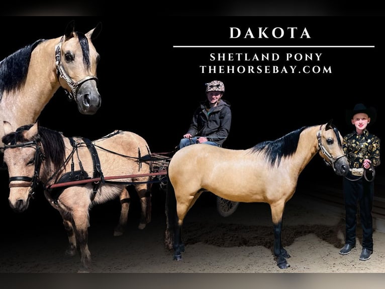 Poneys Shetland Jument 12 Ans Buckskin in Roca, NE