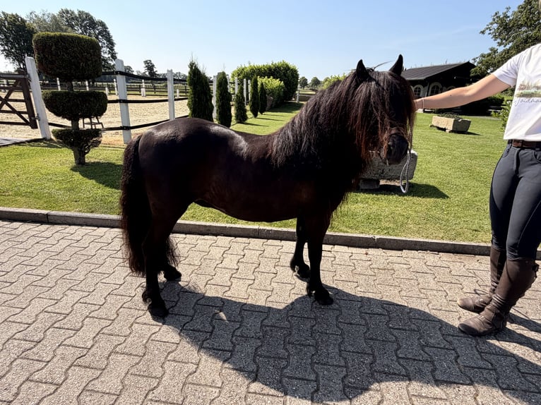Poneys Shetland Jument 12 Ans  in Nordwalde