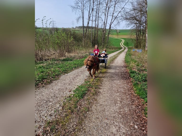 Poneys Shetland Jument 13 Ans 100 cm Alezan cuivré in Wattendorf