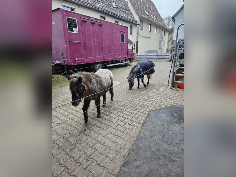 Poneys Shetland Croisé Jument 13 Ans 103 cm Léopard in Eberdingen
