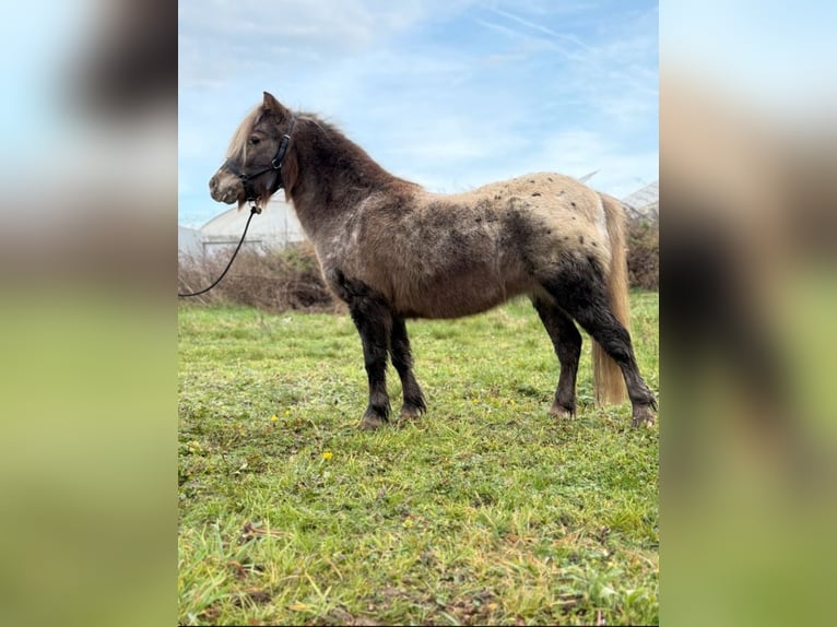 Poneys Shetland Croisé Jument 13 Ans 103 cm Léopard in Eberdingen