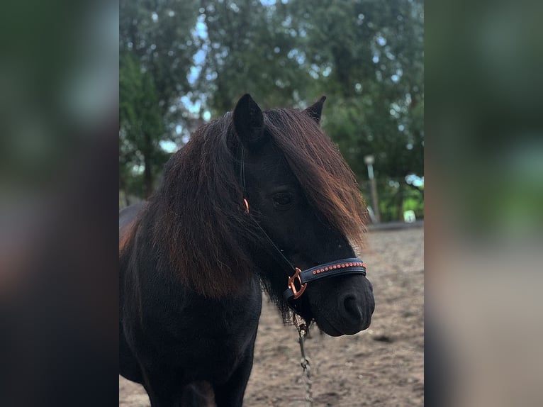 Poneys Shetland Jument 13 Ans 105 cm Noir in Leerbroek