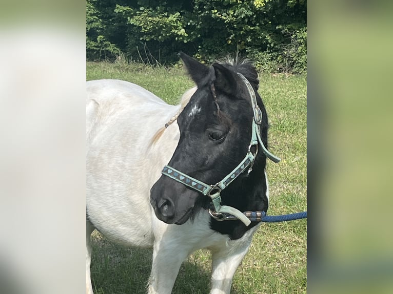 Poneys Shetland Jument 13 Ans 107 cm Pinto in Ursensollen